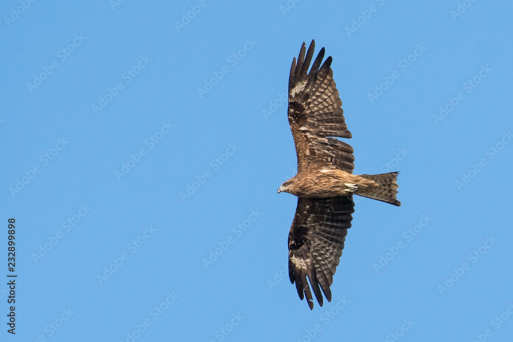Fototapeta premium Black-eared Kite flying on the blue sky, Thailand