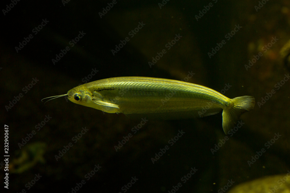 Kryptopterus cryptopterus (blue sheatfish). Kryptopterus cryptopterus (blue sheatfish).