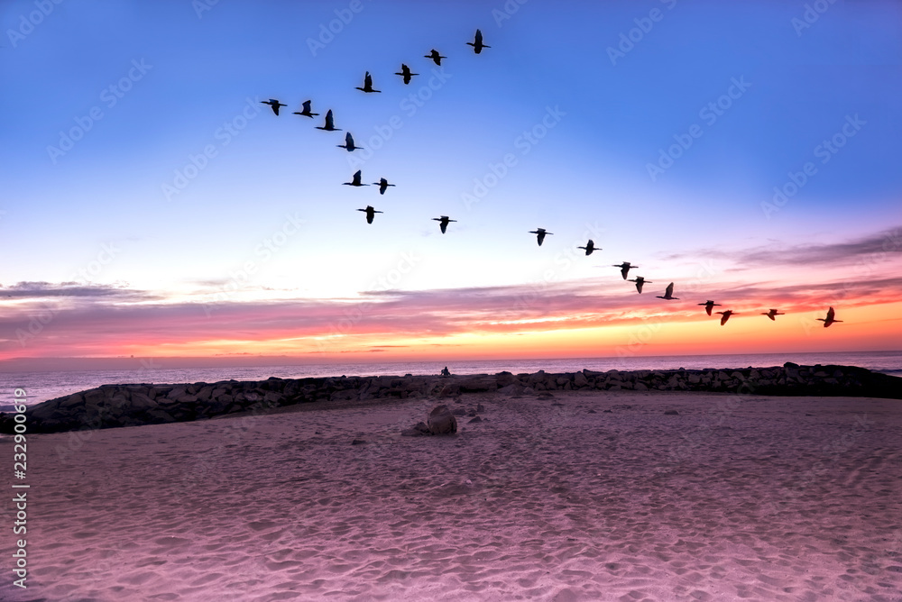 Fototapeta premium Marine landscape Flock of birds 