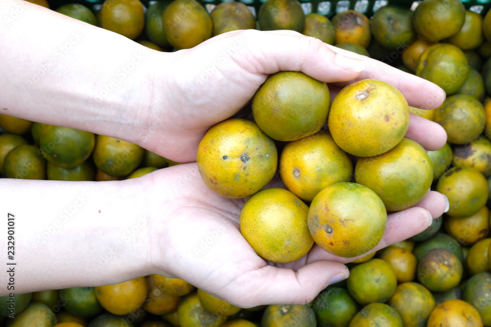 Orange in hand after harvest, in Thailand Orange in hand after harvest, in Thailand