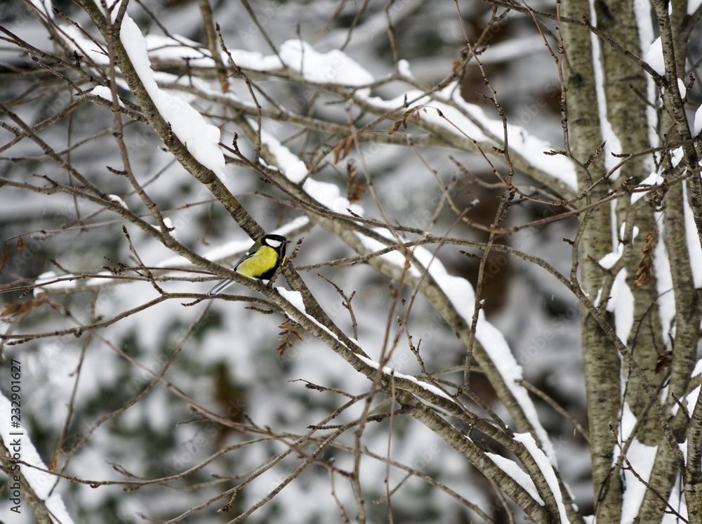 Black-Capped Chickadee Perched on Pie Tree Branch with Cones in Winter Black-Capped Chickadee Perched on Pie Tree Branch with Cones in Winter
