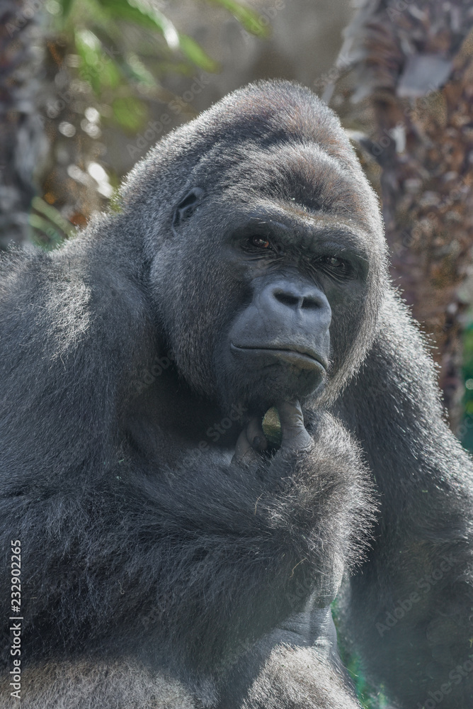 Obraz premium Gorilla thinking deep thoughts