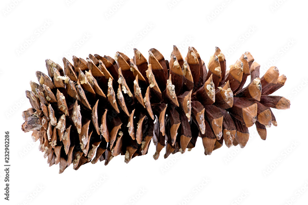 Giant sugar pine cone harvested in the pacific northwest with give off