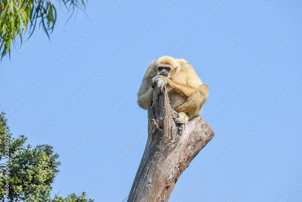 Gibbon sitting on top of a tree branch looking bored and waiting for something.