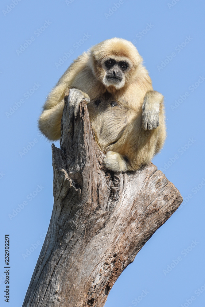 Obraz premium Gibbon sitting on top of a tree branch looking bored and waiting for something.