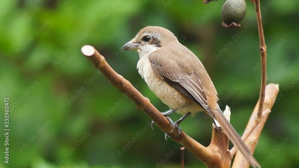 Pirok Pirok bird perch on Twig. close up Pirok Pirok bird perch on Twig. close up