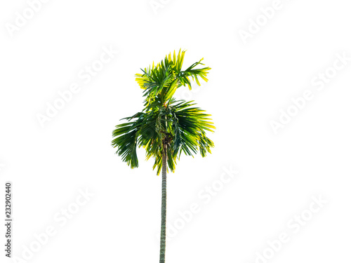 betel palm tree outdoor isolate on white background, Farm location in thailand