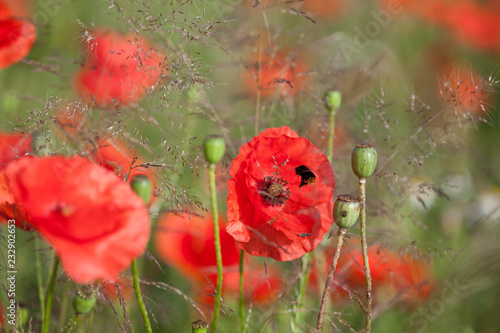 Fototapeta Naklejka Na Ścianę i Meble -  Mohn