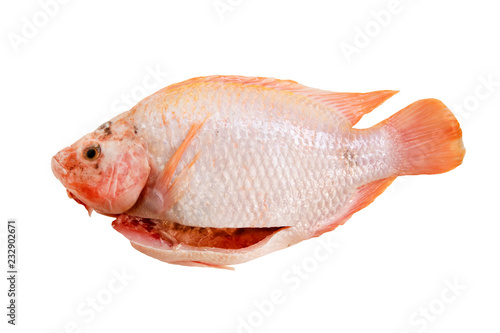 Raw Red Tilapia Fish prepared ready for Cook