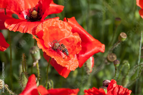Fototapeta Naklejka Na Ścianę i Meble -  Mohnblumen mit Wespe