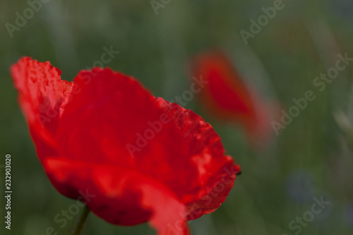 Fototapeta Naklejka Na Ścianę i Meble -  Mohnblüte