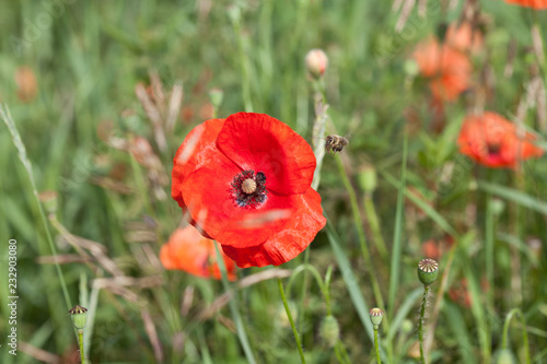 Fototapeta Naklejka Na Ścianę i Meble -  Mohnblumen