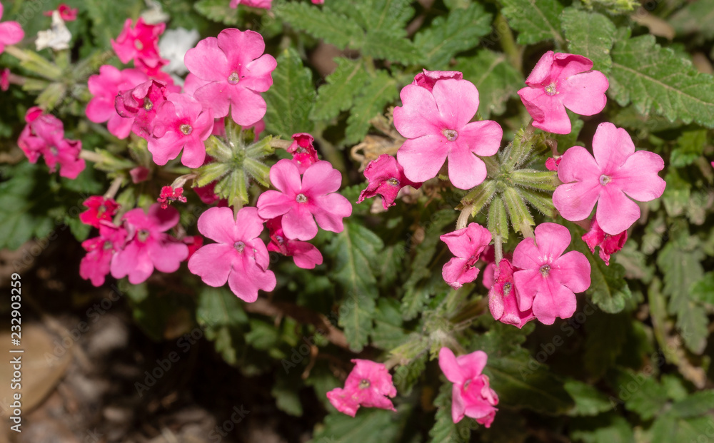 Pink verbena flowers. Flowers of Pink verbena in the summer garden. Verbena. Floral background. Pink flower. Pink verbena flowers. Flowers of Pink verbena in the summer garden. Verbena. Floral background. Pink flower.