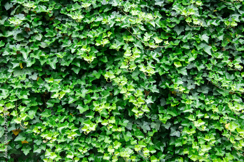 Green leaves texture background