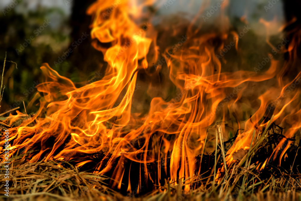 fire in the forest fire in the forest
