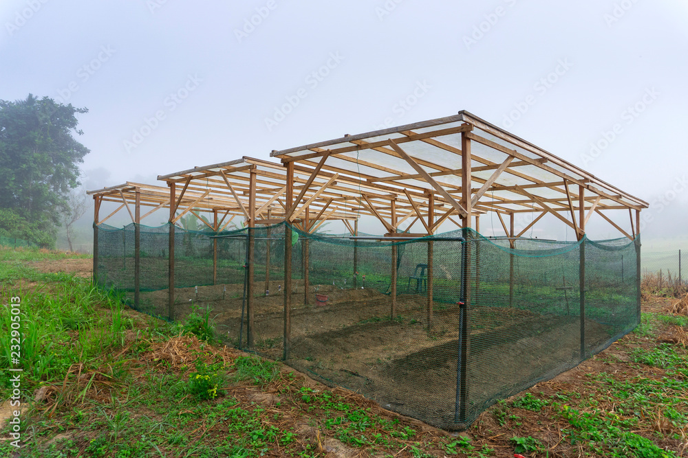 Vegetable farm with green protection net and plastic shades on wooden frame at misty morning, a primary students project in a rural village of Kota Marudu Sabah, Malaysia