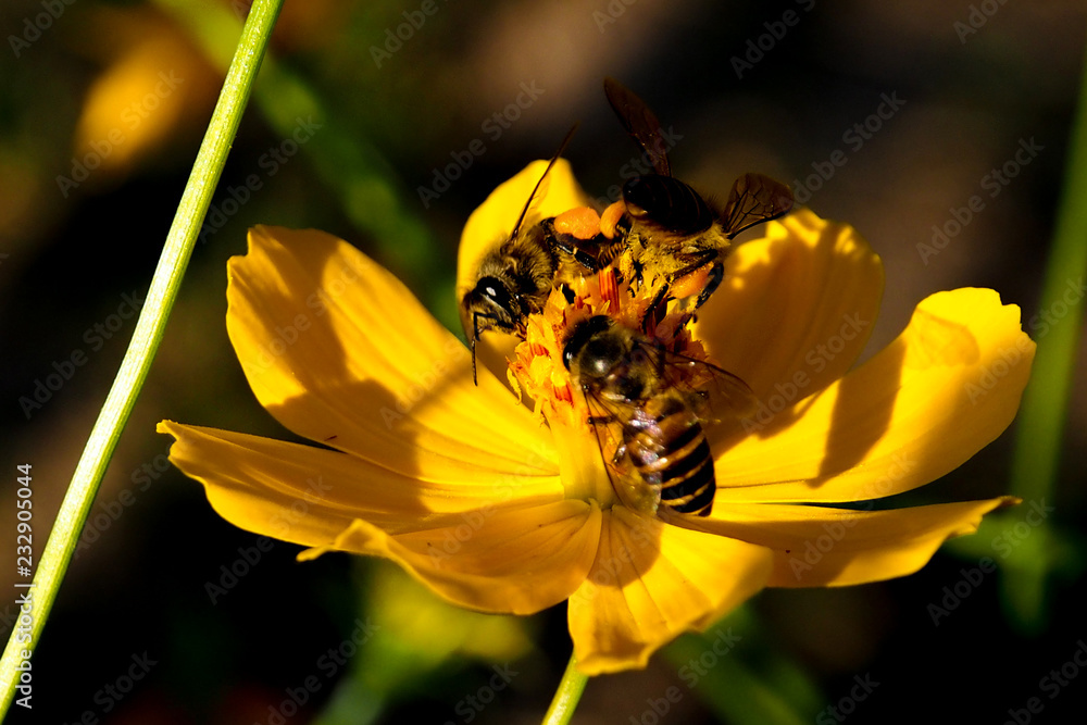 The bees are looking for sweet nectar from pollen. The bees are looking for sweet nectar from pollen.
