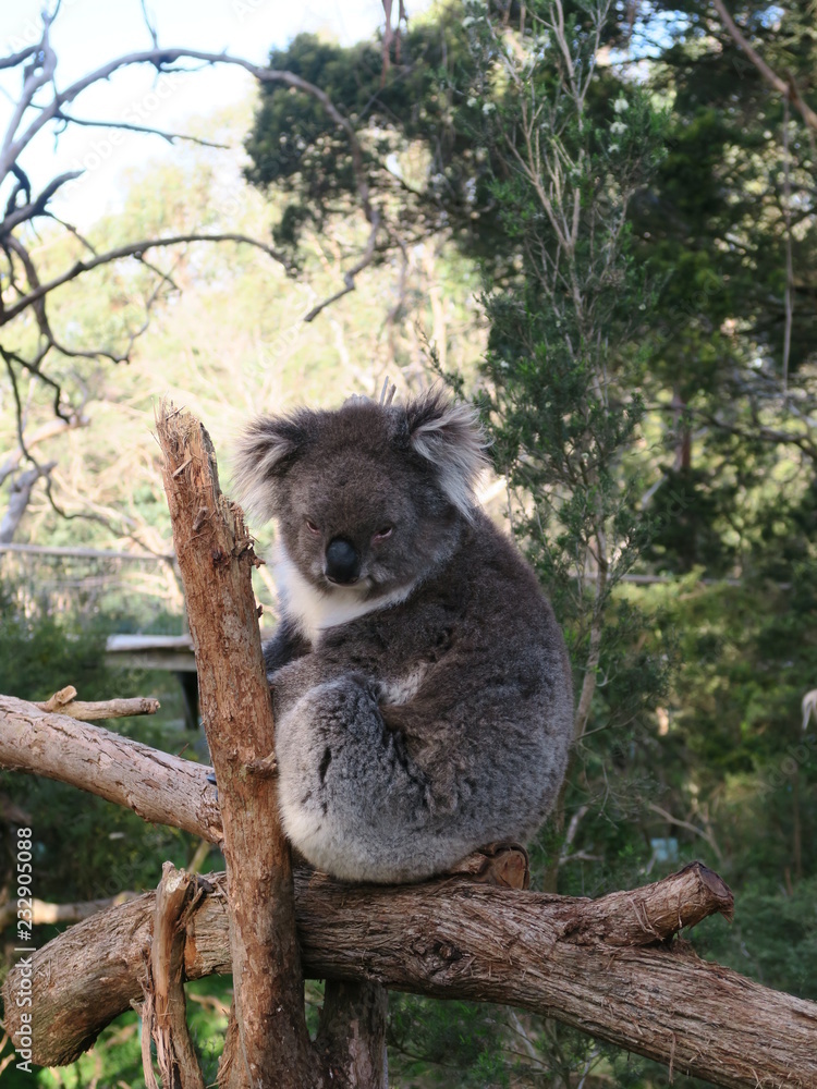 Fototapeta premium Koala in the Tree
