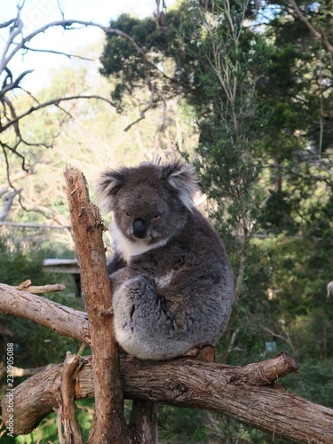 Canvas Print Koala in the Tree