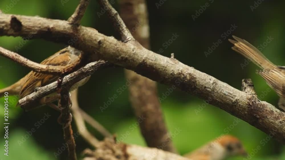 Philippine Maya or Eurasian Tree Sparrow or Passer montanus perch on twig Philippine Maya or Eurasian Tree Sparrow or Passer montanus perch on twig