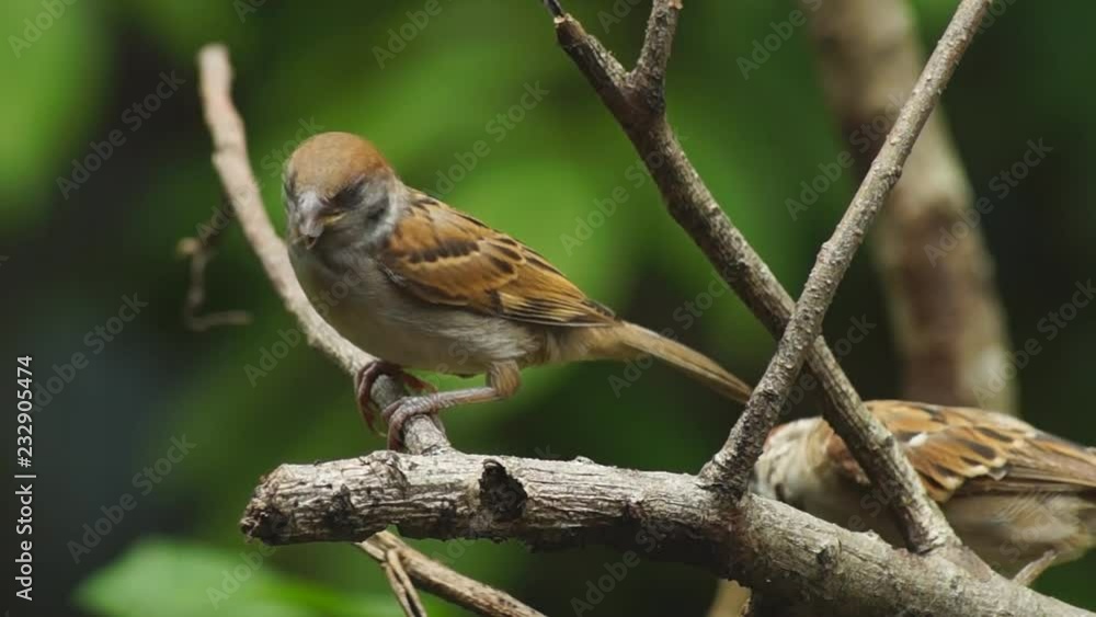 Philippine Maya or Eurasian Tree Sparrow or Passer montanus perch on twig Philippine Maya or Eurasian Tree Sparrow or Passer montanus perch on twig
