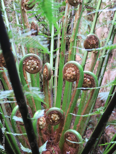 Closeup of Fern in Rain Forest