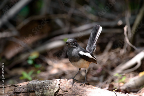 Oriental magpie-robin, they are common birds in urban gardens as well as forests. photo