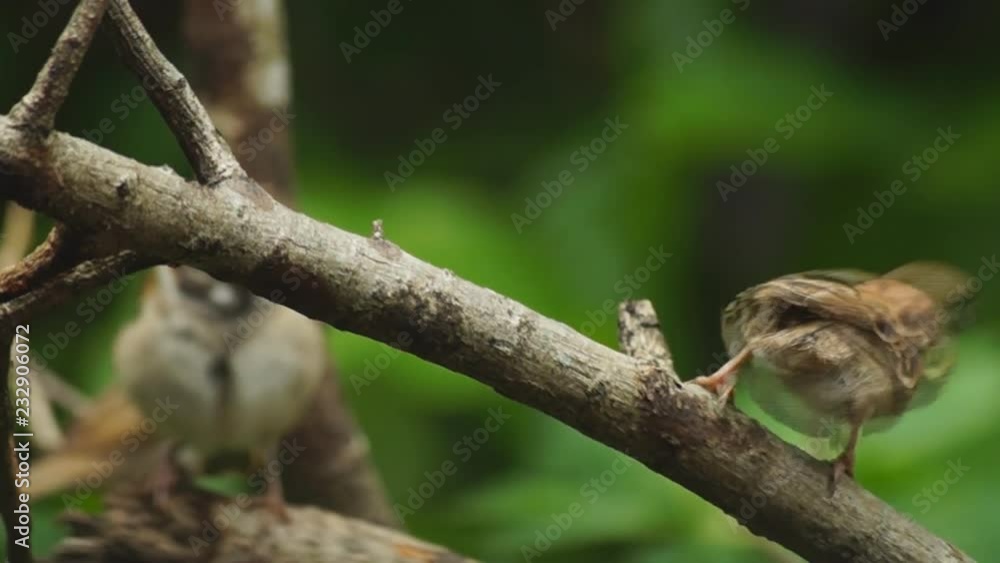 Philippine Maya or Eurasian Tree Sparrow or Passer montanus perch on twig Philippine Maya or Eurasian Tree Sparrow or Passer montanus perch on twig