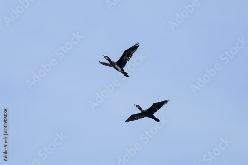 Couple of Cormorant Flying with blue sky