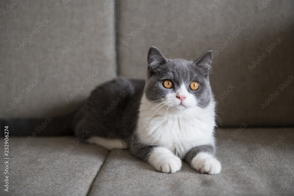 Cute British short-haired cat Cute British short-haired cat