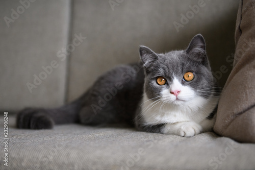 Cute British short-haired cat