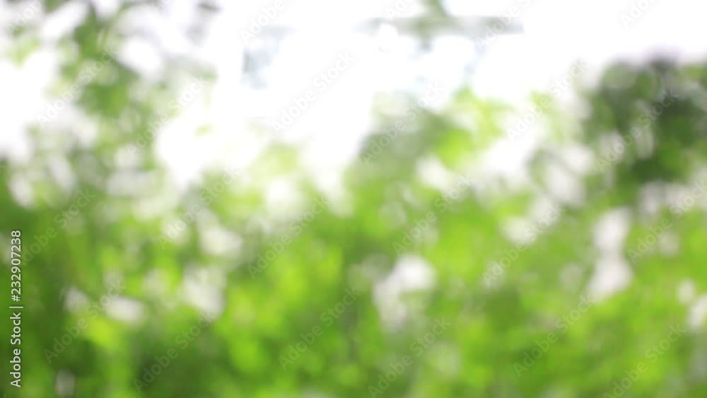 rain drop on foliage tree leaves and branches. green and rain. from out of focus to focused scene. relaxing in tropical rain atmosphere. air wind and rain. refreshing mood. rain drop on foliage tree leaves and branches. green and rain. from out of focus to focused scene. relaxing in tropical rain atmosphere. air wind and rain. refreshing mood.