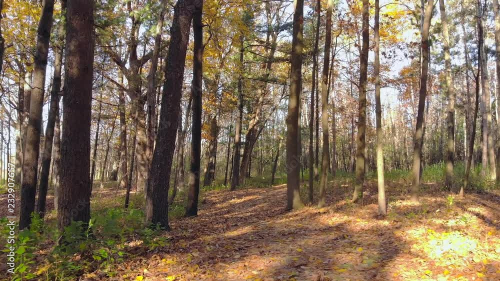 Drifting slowly through Autumn forests on windy, sunny day with falling leaves. Drifting slowly through Autumn forests on windy, sunny day with falling leaves.