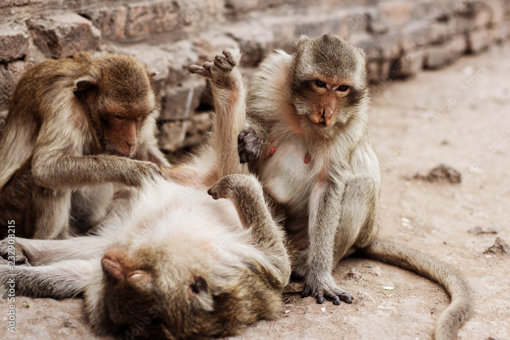 Monkey lying on floor.