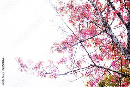 Sakura of brance at sky.