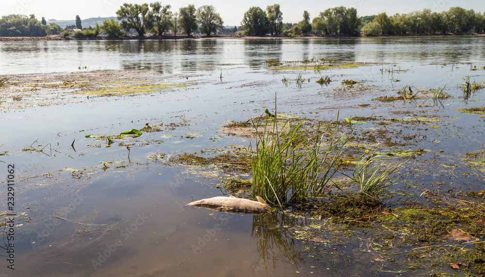 August 16 2018. Drought in Germany. Dead fish in the Rhine river, died bacause of low water and lack of oxygen. August 16 2018. Drought in Germany. Dead fish in the Rhine river, died bacause of low water and lack of oxygen.