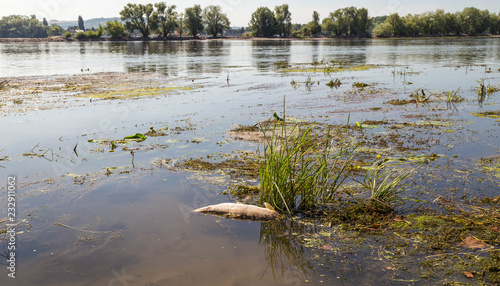 August 16 2018. Drought in Germany. Dead fish in the Rhine river, died bacause of low water and lack of oxygen.