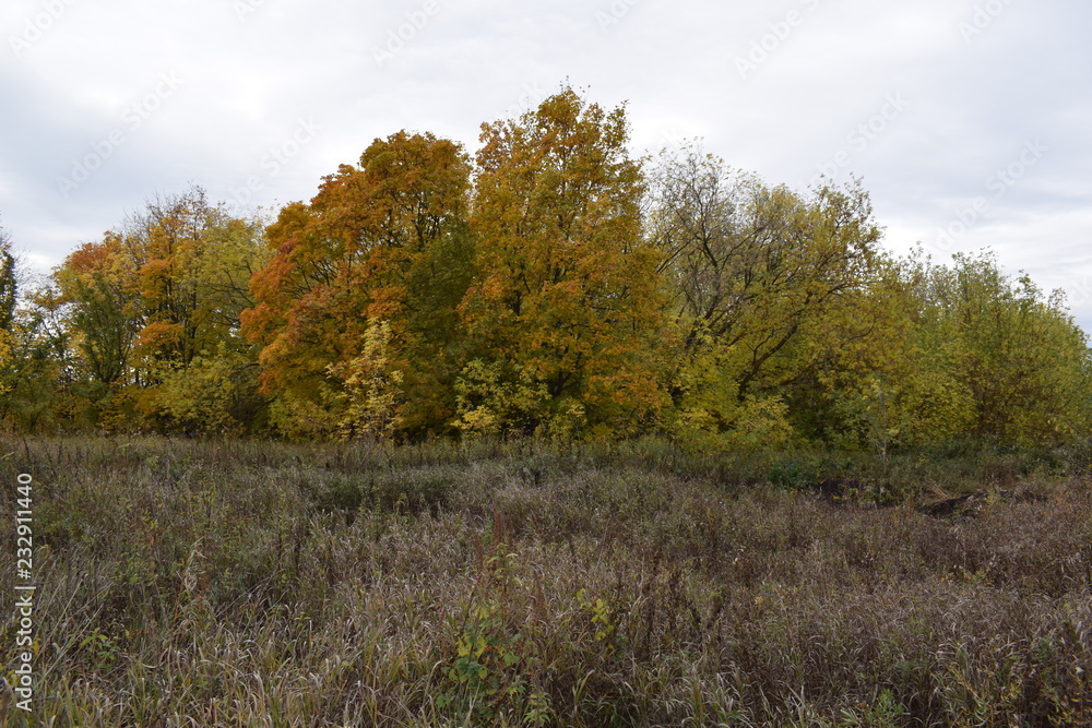 Trees. Autumn