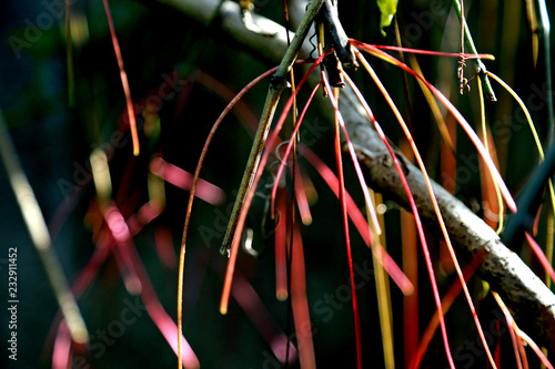 Roots