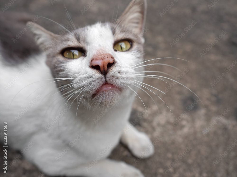 Close up Young Cat Lies Down and Looking at The Camera, Selective Focus