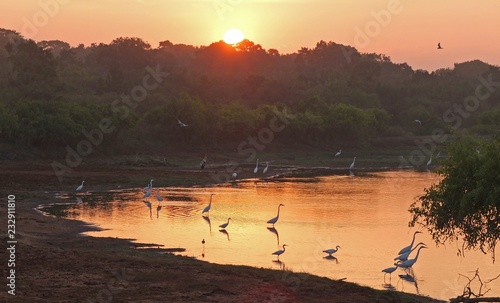 Birds meet the sunrise on the lake in Sri Lanka