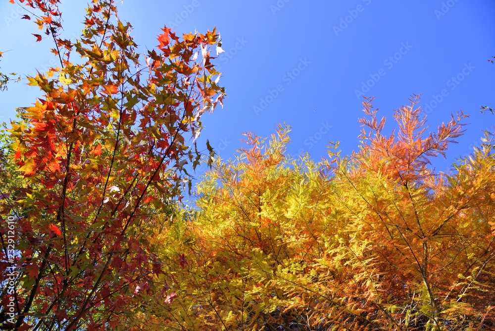 Colorful winter Bald Cypress tree (Wuling Farm in Taichung,Taiwan) Colorful winter Bald Cypress tree (Wuling Farm in Taichung,Taiwan)