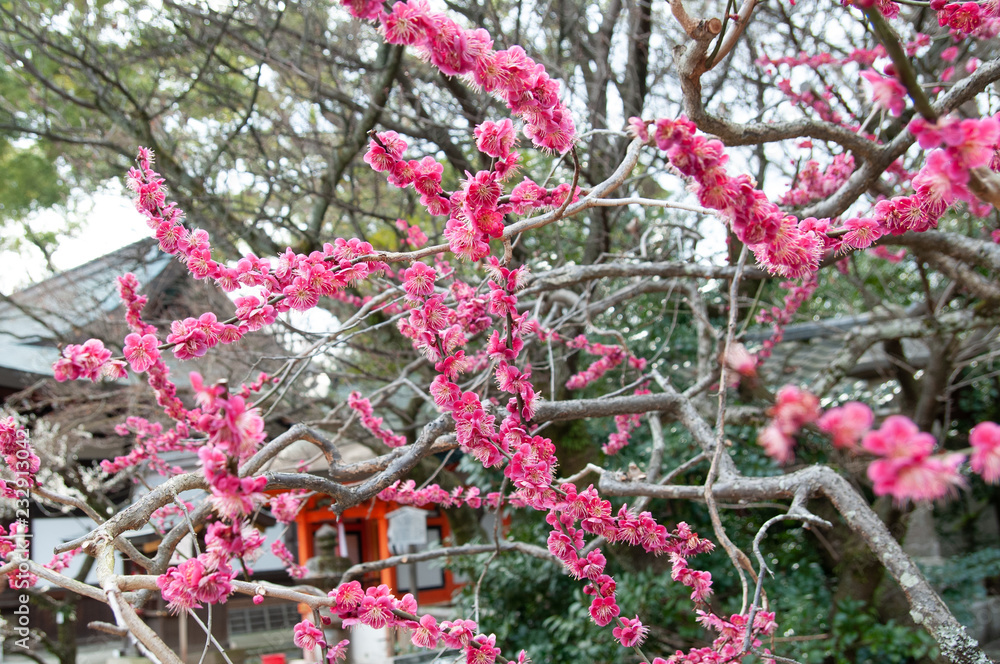 京都 北野天満宮 梅 Stock Photo Adobe Stock