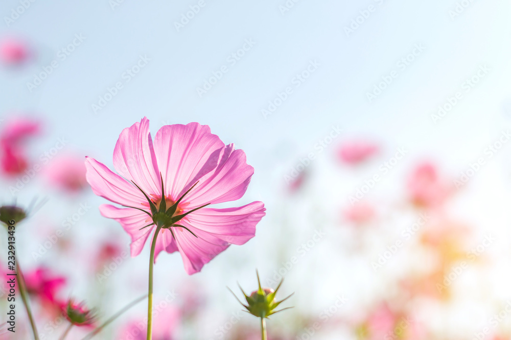 Beautiful purple cosmos flower in garden with sunlight and blue sky Beautiful purple cosmos flower in garden with sunlight and blue sky