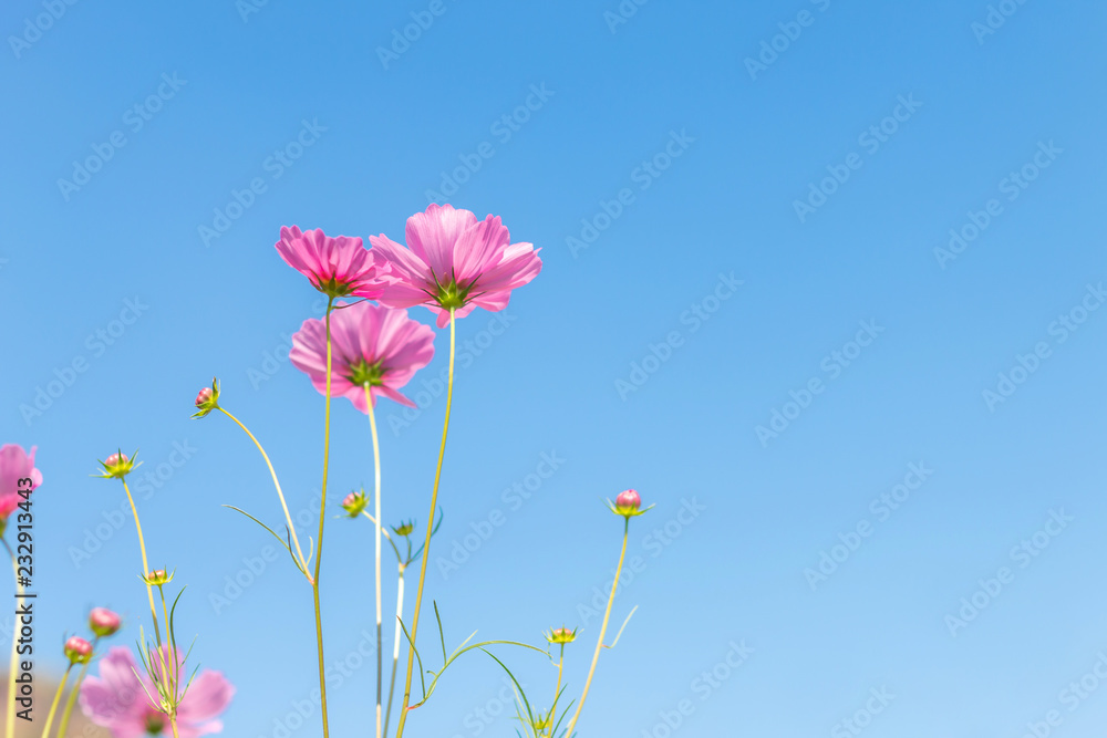 Beautiful purple cosmos flower in garden with sunlight and blue sky Beautiful purple cosmos flower in garden with sunlight and blue sky