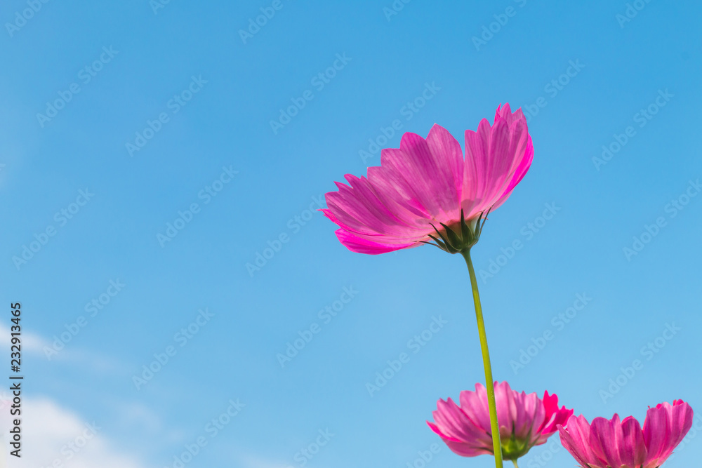 Beautiful purple cosmos flower in garden with sunlight and blue sky
