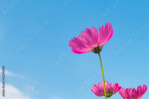 Beautiful purple cosmos flower in garden with sunlight and blue sky