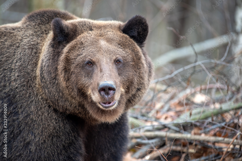 Portrait bear in autumn forest