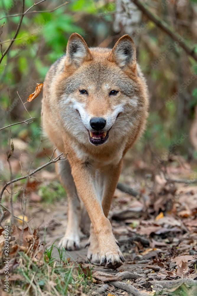 Wolf in autumn forest