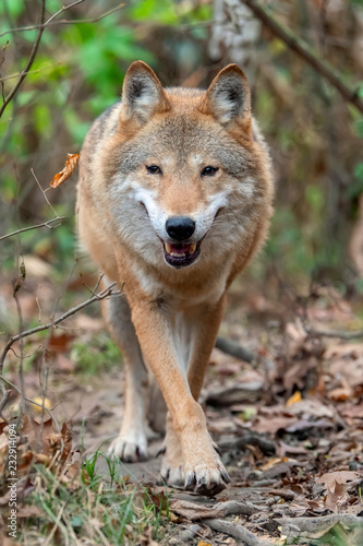 Wolf in autumn forest